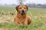RODESIAN RIDGEBACK 116